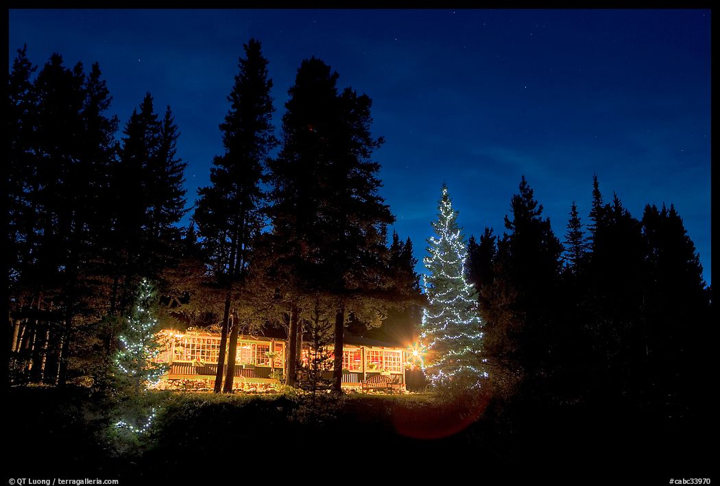 Lit Christmas trees, cabin, and forest at night. Kootenay National Park, Canadian Rockies, British Columbia, Canada