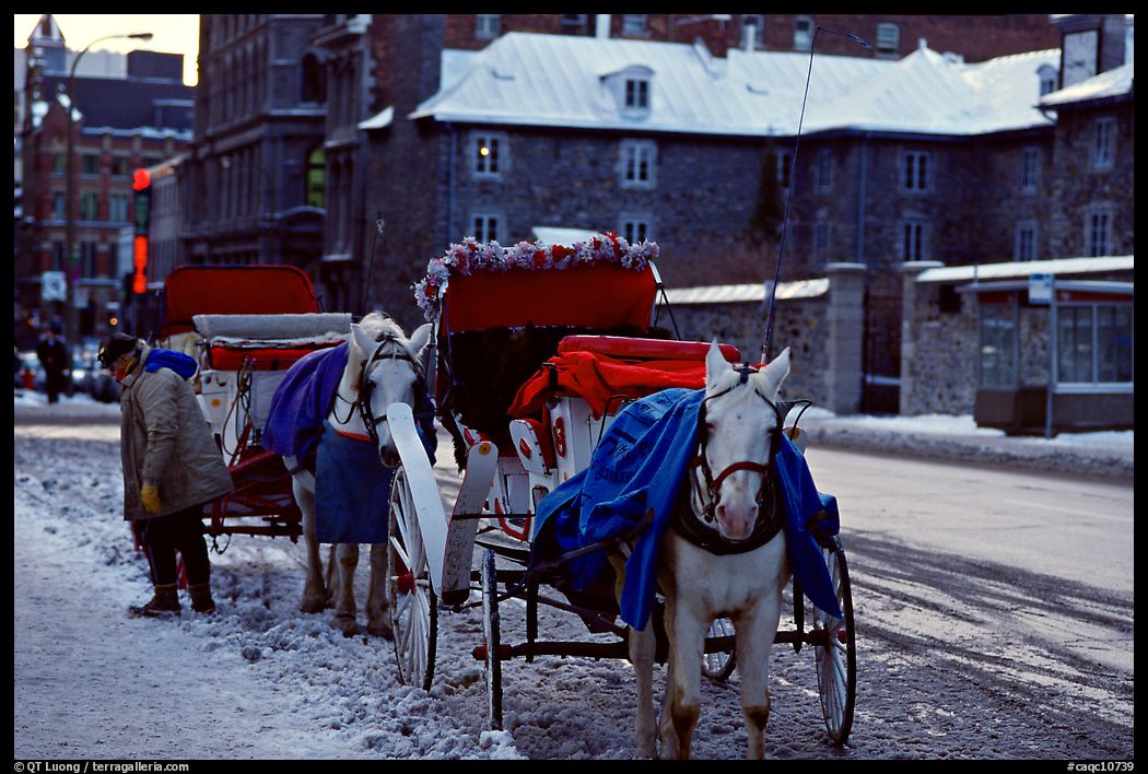 Horse carriage in winter, Montreal. Quebec, Canada