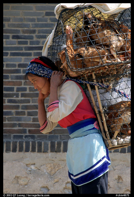 Woman carrying a load of chicken cages on her forehead. Shaping, Yunnan, China