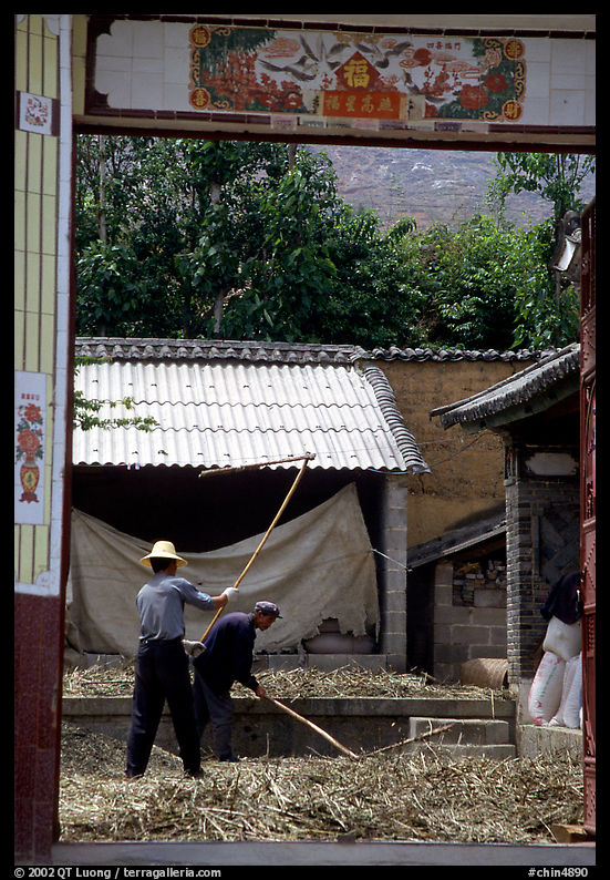 Men extract grains in a farm courtyard. Shaping, Yunnan, China