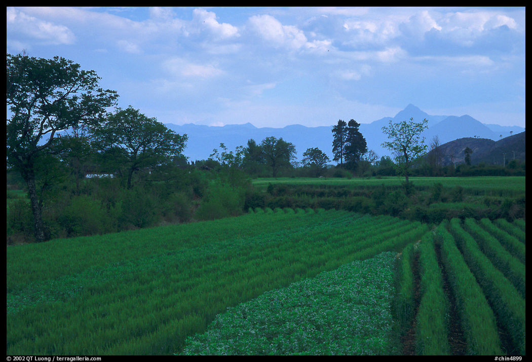Fields. Baisha, Yunnan, China