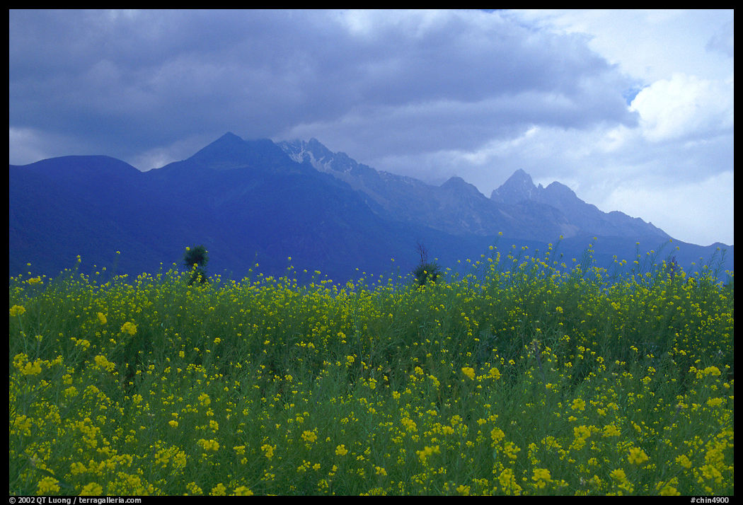 Fields with yellow mustard, below the Jade Dragon mountains. Baisha, Yunnan, China