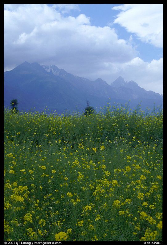 Fields with yellow mustard, below the Jade Dragon mountains. Baisha, Yunnan, China