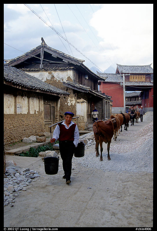 Through village streets with the cows. Baisha, Yunnan, China