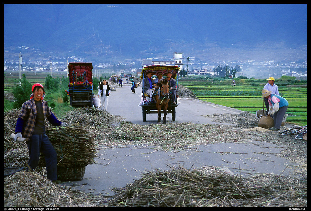 Grain being layed out on a country road (threshing). Dali, Yunnan, China