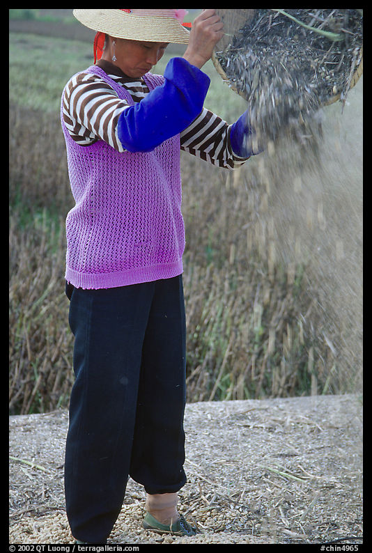 Woman sorts grain from hulls by pouring from a basket (winnowing). Dali, Yunnan, China