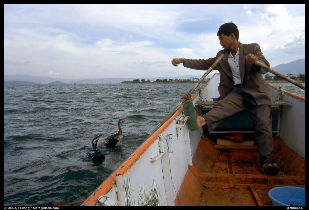 Cormorant fisherman sends out his birds. Dali, Yunnan, China