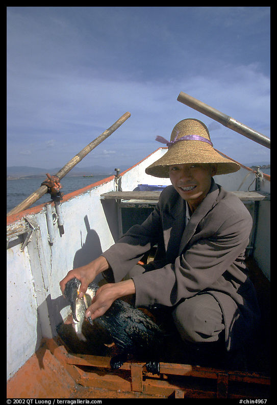 Cormorant fisherman recovers a fish from the throat of one of his birds. Dali, Yunnan, China