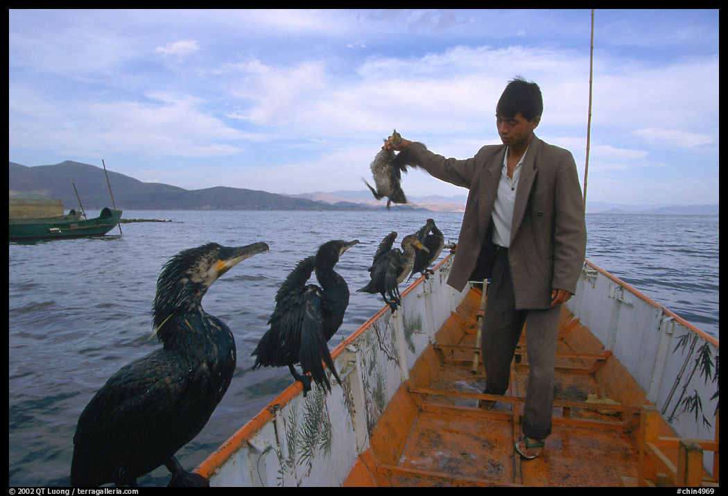 Cormorant fisherman regroups his birds at the end of fishing session. Dali, Yunnan, China