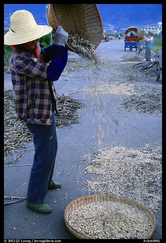 Woman sorts grain from hulls by pouring from a basket. Dali, Yunnan, China