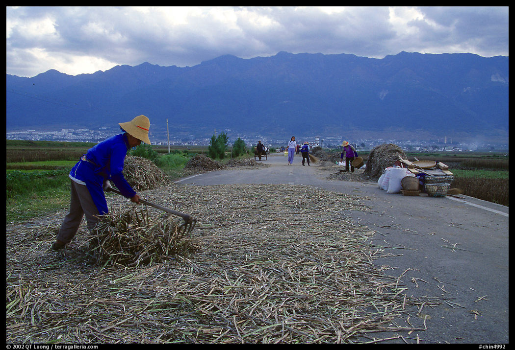 Grain layed out on a country road. Dali, Yunnan, China