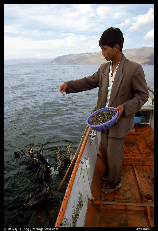 Cormorant fisherman feeds small fish to his birds as a prize for catching large fish. Dali, Yunnan, China