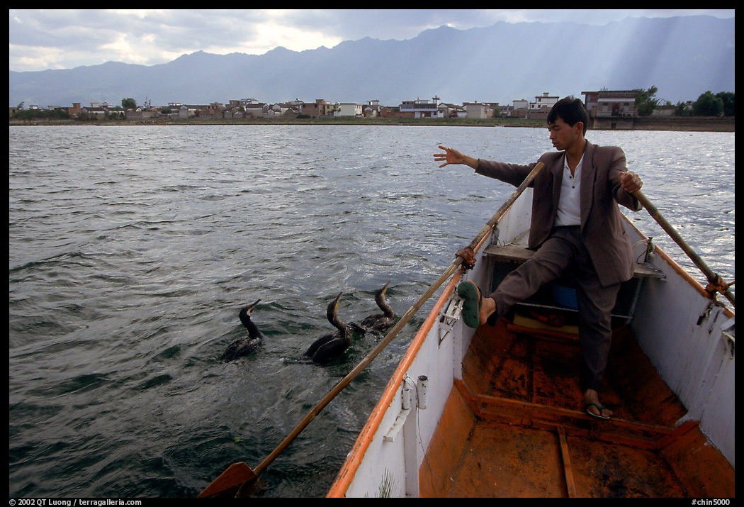Cormorant Fisherman gives orders to his  fishing birds. Dali, Yunnan, China