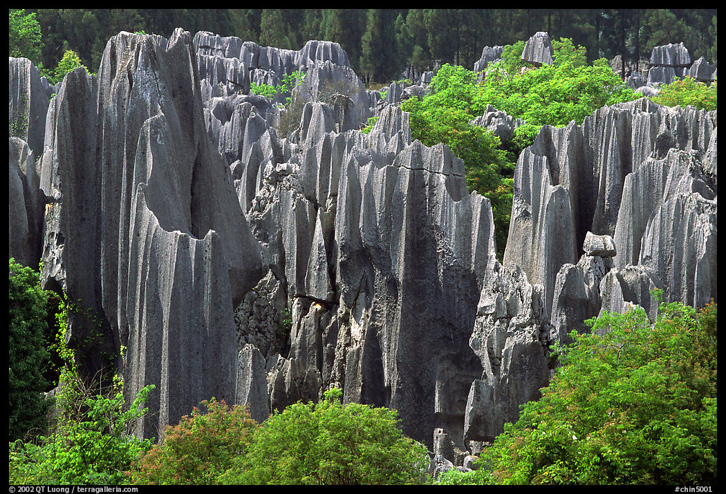 Trees and grey limestone pillars of the Stone Forest, split by rainwater. Shilin, Yunnan, China