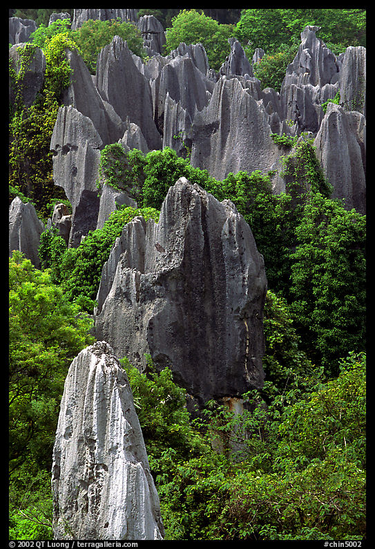 Trees and grey limestone pillars of the Stone Forest, eroded into fanciful forms. Shilin, Yunnan, China