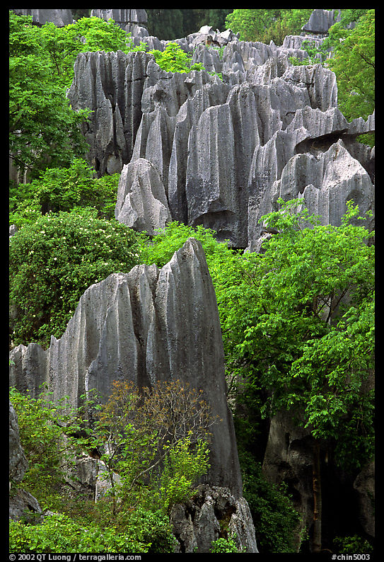 Details of maze of grey limestone pinnacles of the Stone Forst. Shilin, Yunnan, China