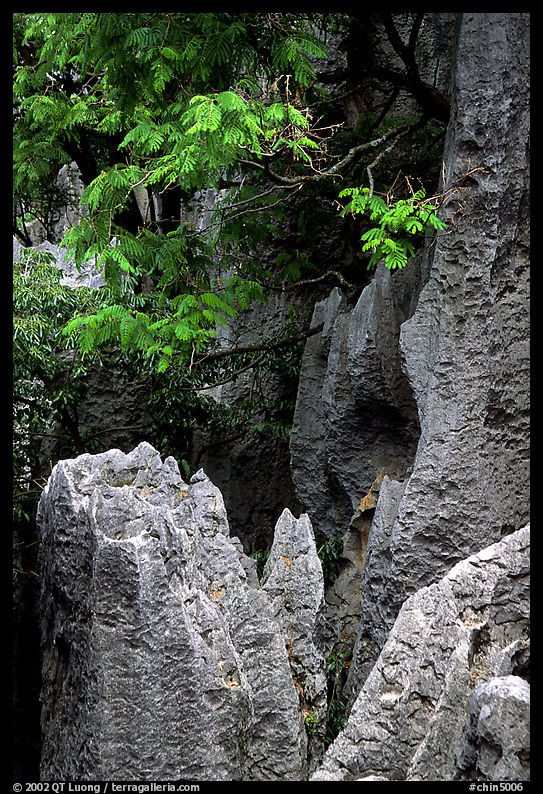 Details of grey limestone pinnacles of the Stone Forst. Shilin, Yunnan, China