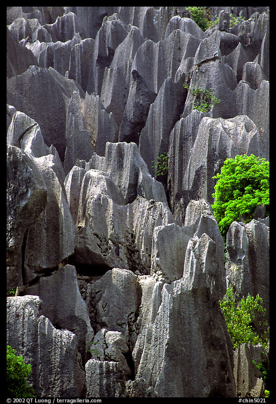 Grey limestone pillars of the Stone Forest. Shilin, Yunnan, China