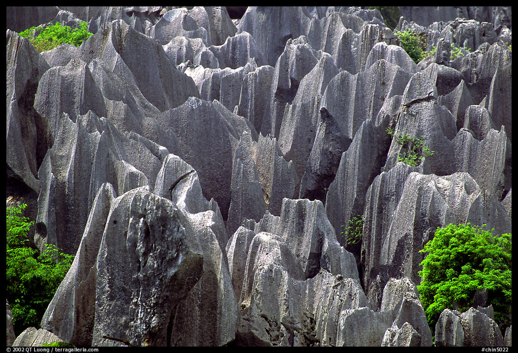 Grey limestone pillars of the Stone Forest. Shilin, Yunnan, China