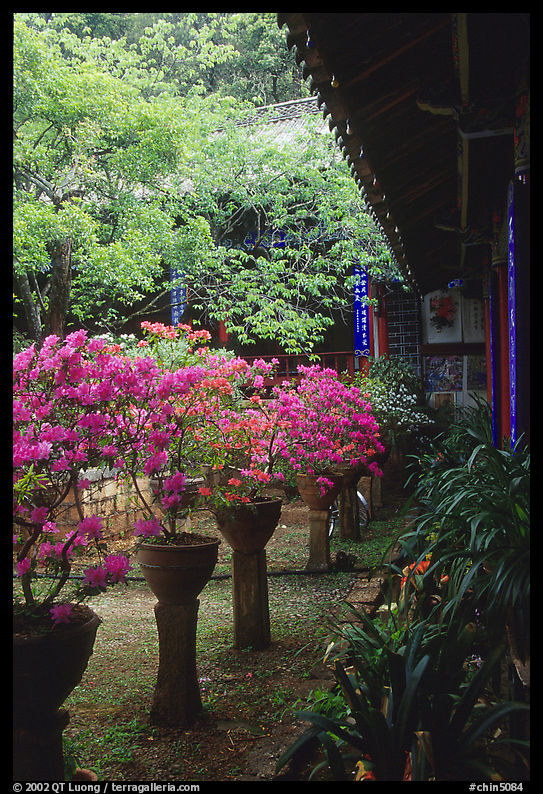 Courtyard of the Wufeng Lou (Five Phoenix Hall) with spring blossoms. Lijiang, Yunnan, China