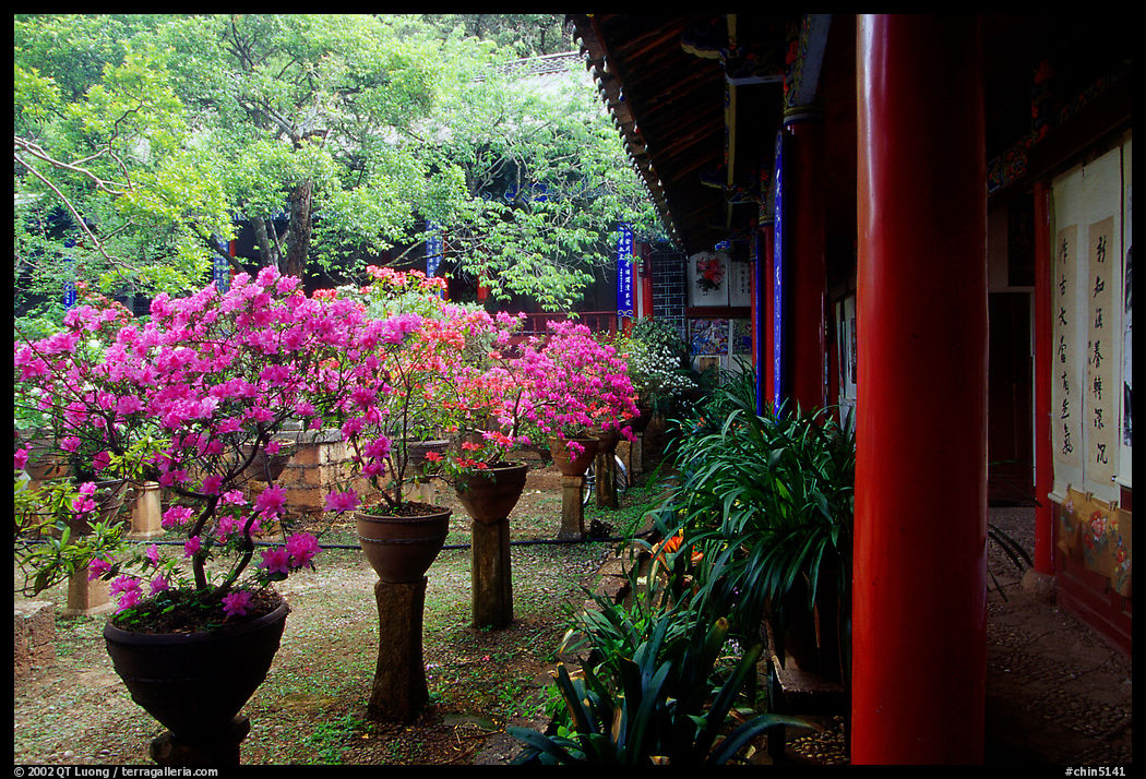 Courtyard of the Wufeng Lou (Five Phoenix Hall) with spring blossoms. Lijiang, Yunnan, China