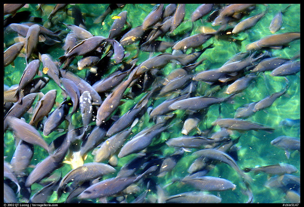 Koi fish in a pond, Black Dragon Pool Park. Lijiang, Yunnan, China