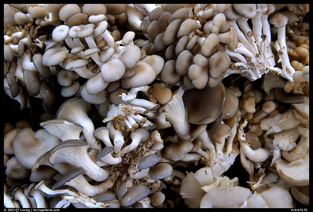 Mushrooms for sale at the market.