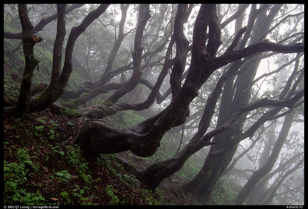 Twisted trees on hillside. Emei Shan, Sichuan, China
