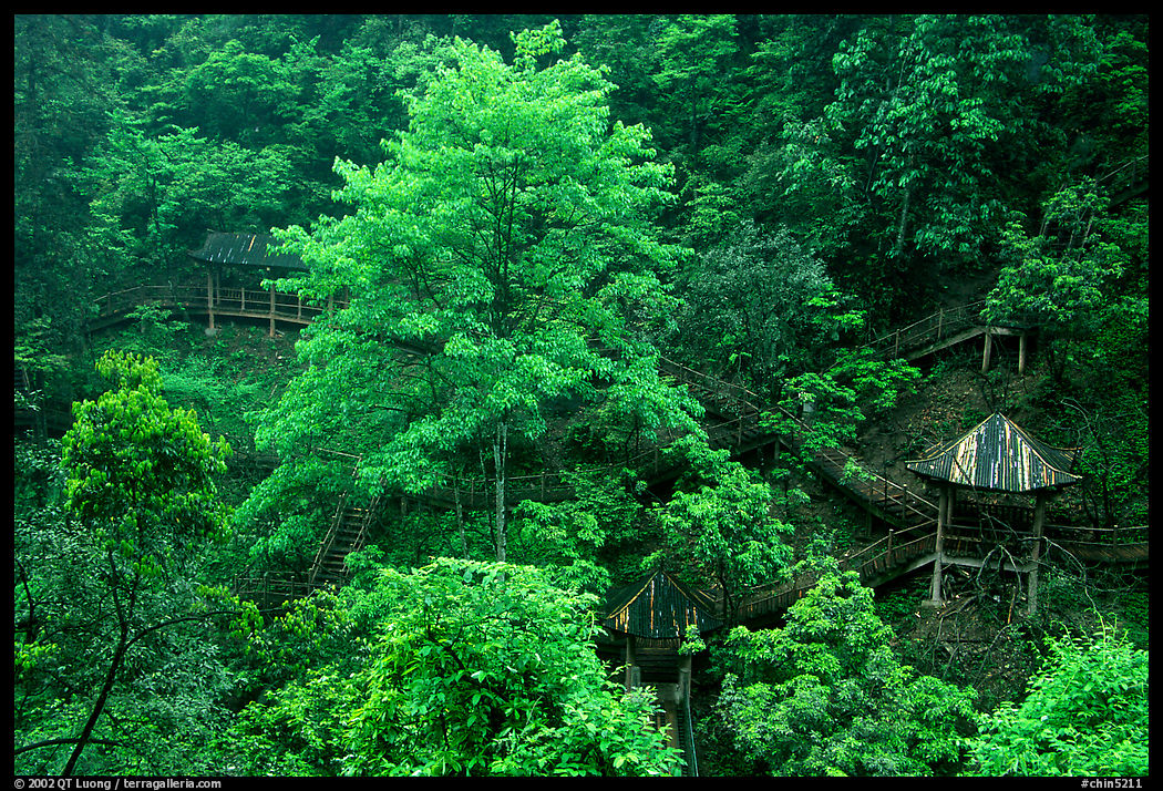 Path and pavillon on steep hillside between Qingyin and Hongchunping. Emei Shan, Sichuan, China