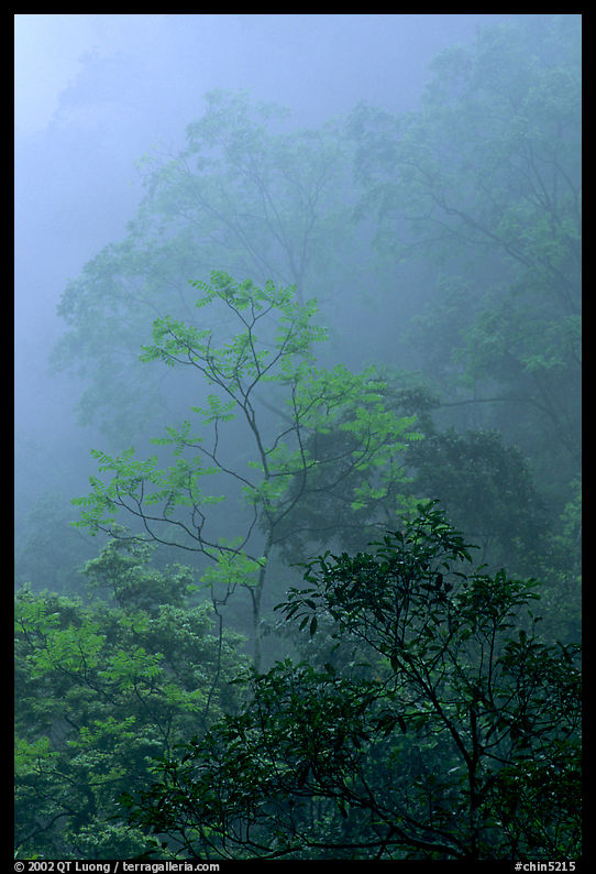 Trees in fog between Qingyin and Hongchunping. Emei Shan, Sichuan, China