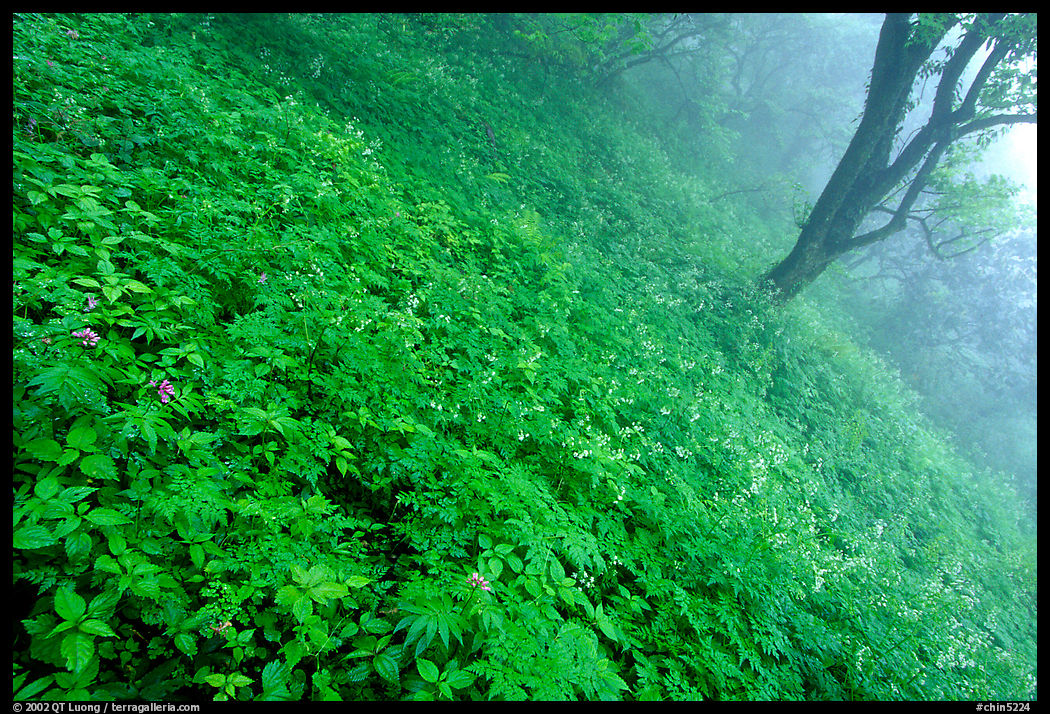Lush hillside in mist between Hongchunping and Xiangfeng. Emei Shan, Sichuan, China