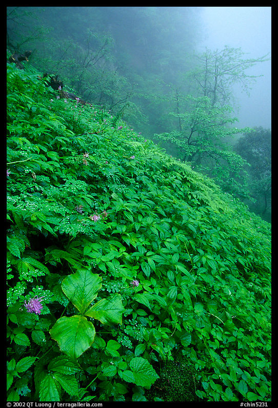Wildflowers and ferns on a hillside in the fog between Xiangfeng and Yuxian. Emei Shan, Sichuan, China