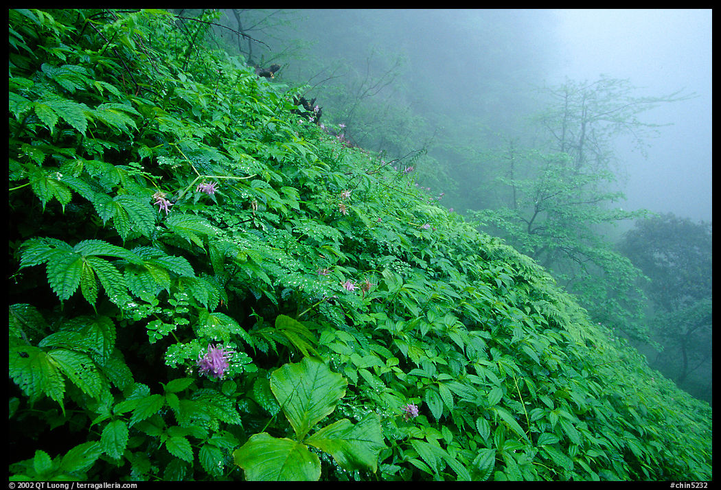 Wildflowers and ferns on a hillside in the fog between Xiangfeng and Yuxian. Emei Shan, Sichuan, China