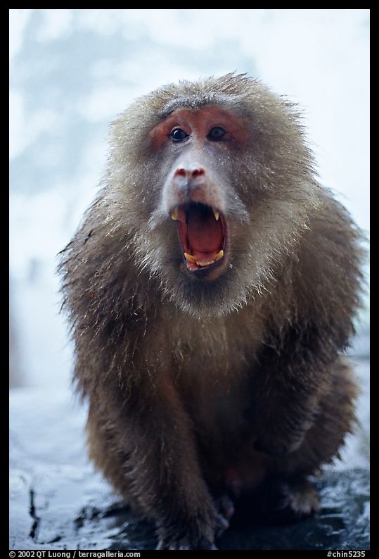Aggressive monkey outside Yuxian temple. Emei Shan, Sichuan, China