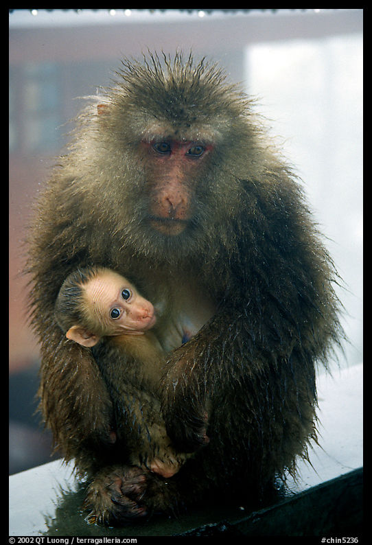 Monkey and baby monkey. Emei Shan, Sichuan, China