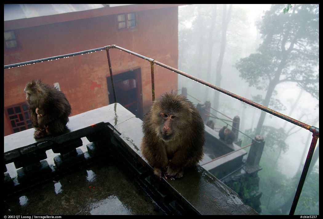 Monkeys outside Yuxian temple. Emei Shan, Sichuan, China