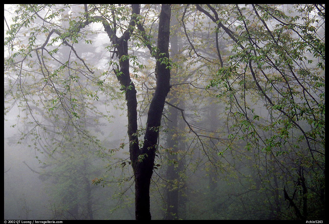 Trees in fog between Xixiangchi temple and Leidongping. Emei Shan, Sichuan, China