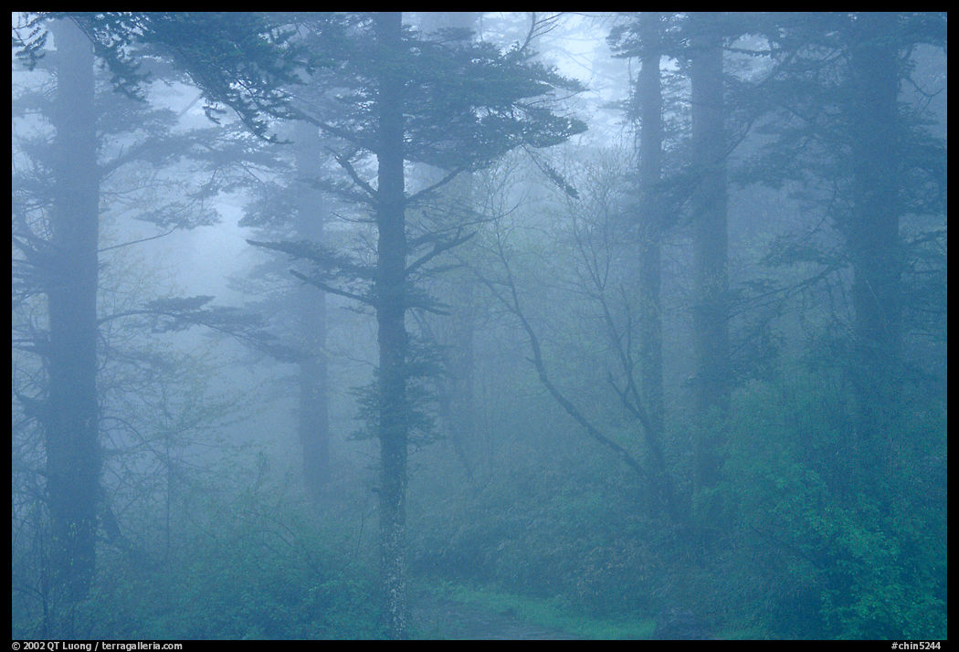 Trees in the mist between Xixiangchi temple and Leidongping. Emei Shan, Sichuan, China