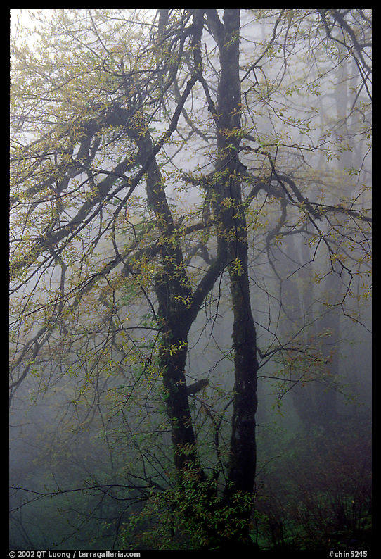 Trees in fog between Xixiangchi temple and Leidongping. Emei Shan, Sichuan, China