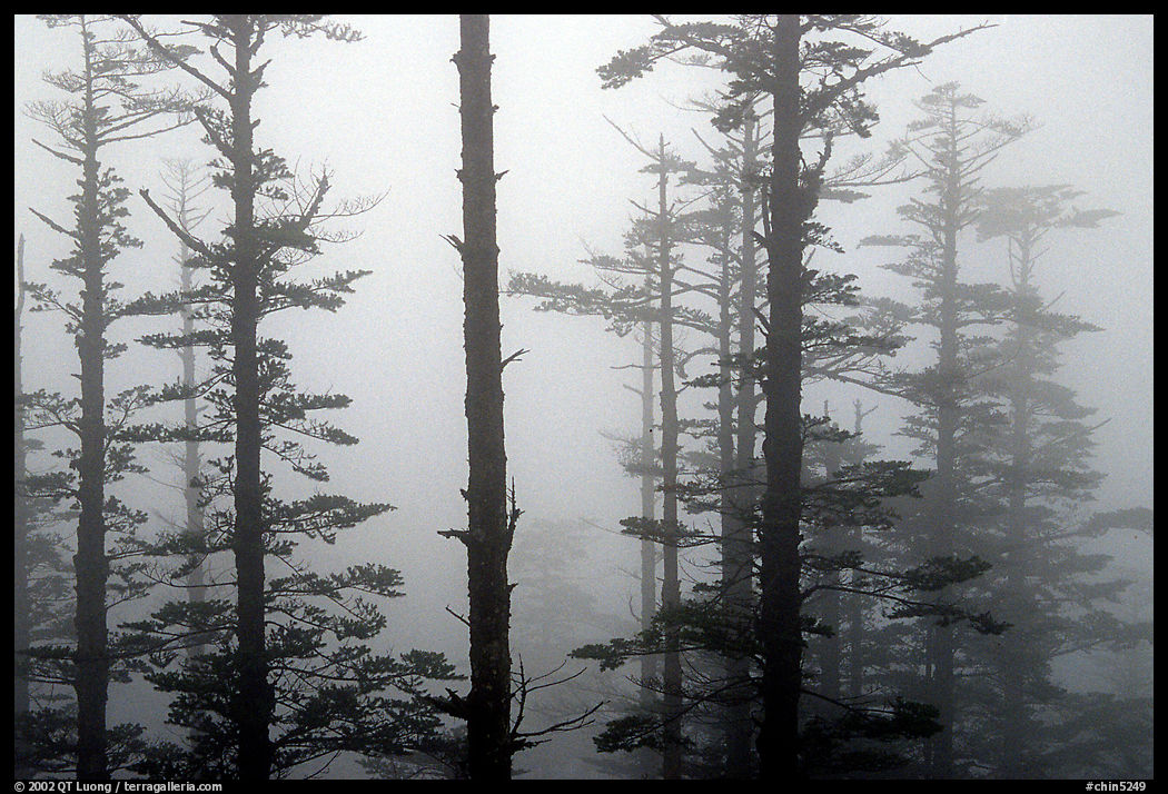 Trees in mist. Emei Shan, Sichuan, China