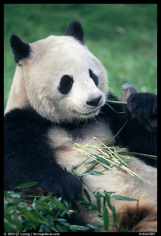 Panda eating bamboo leaves, Giant Panda Breeding Research Base. Chengdu, Sichuan, China