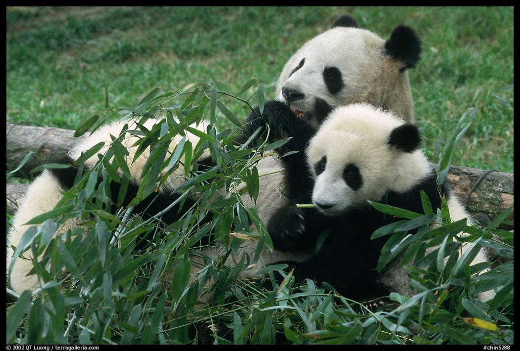 Panda mom and cubs eating bamboo leaves, Giant Panda Breeding Research Base. Chengdu, Sichuan, China