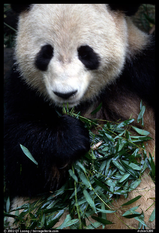 Panda eating bamboo leaves, Giant Panda Breeding Research Base. Chengdu, Sichuan, China