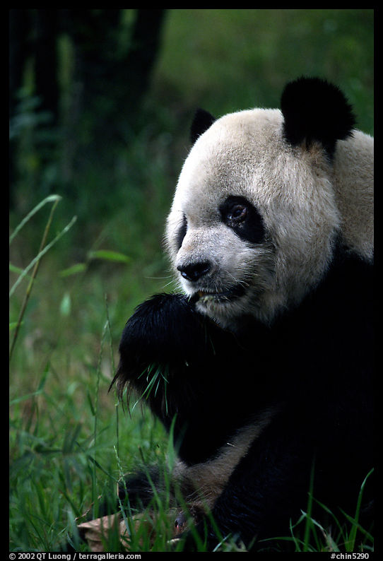 Panda eating bamboo leaves, Giant Panda Breeding Research Base. Chengdu, Sichuan, China