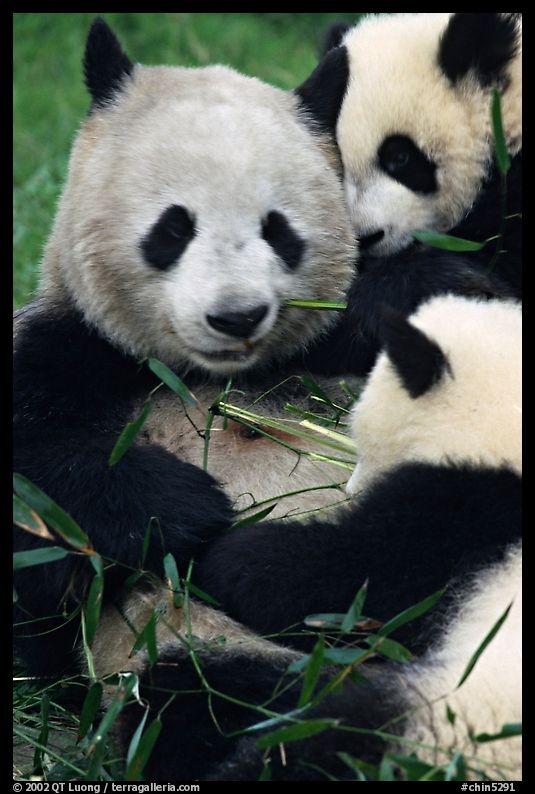 Panda mom and cubs eating bamboo leaves, Giant Panda Breeding Research Base. Chengdu, Sichuan, China