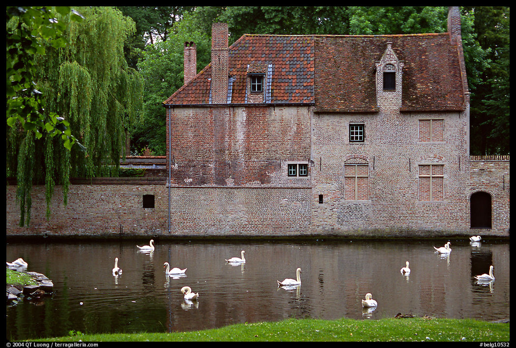 Swans, begijnhuisje, and canal. Bruges, Belgium