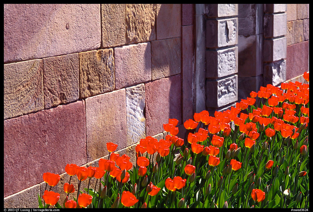 Tulips and wall, royal residence of Drottningholm. Sweden
