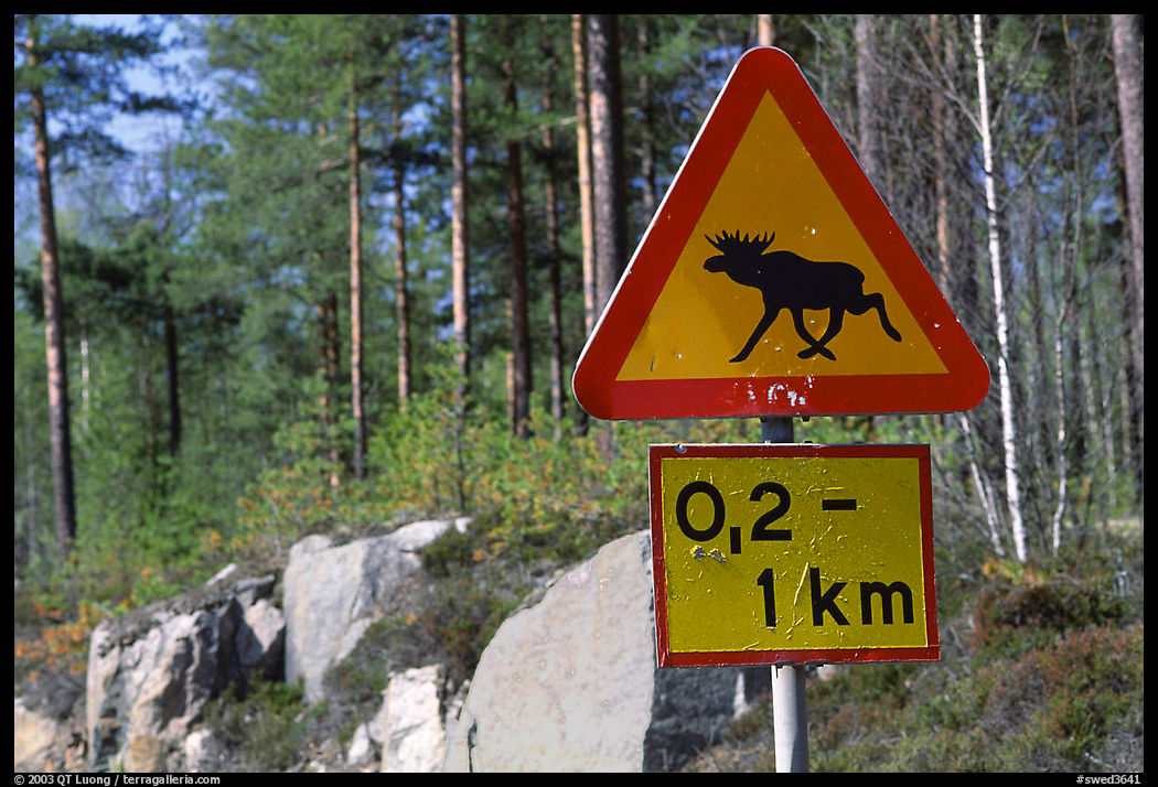 Moose crossing sign. Central Sweden