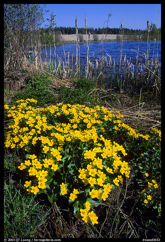 Yellow flowers on a lakeshore. Central Sweden