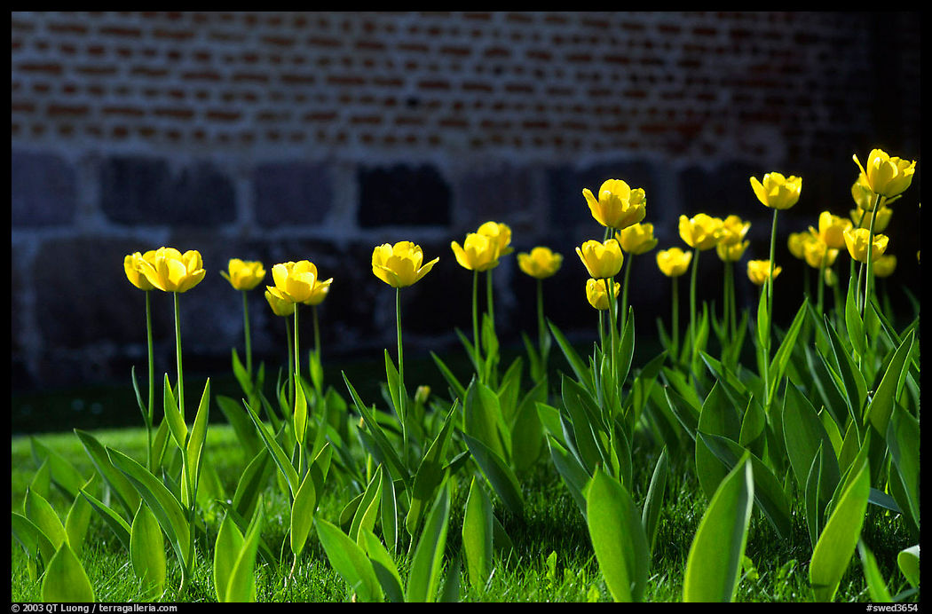 Tulips. Gotaland, Sweden